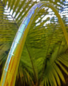 Close-up of colour shifting Citrine hula hoop tape
