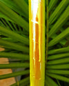 Hula Hoop "Citrus Yellow" - Polypro/HDPE